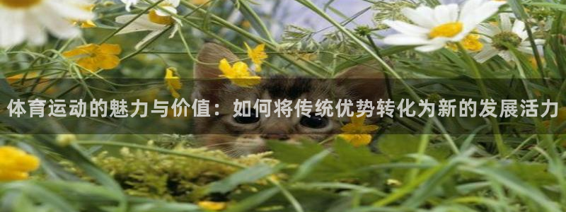 JJB竞技宝官网下载平台是正规平台吗：体育运动的魅力与价值：